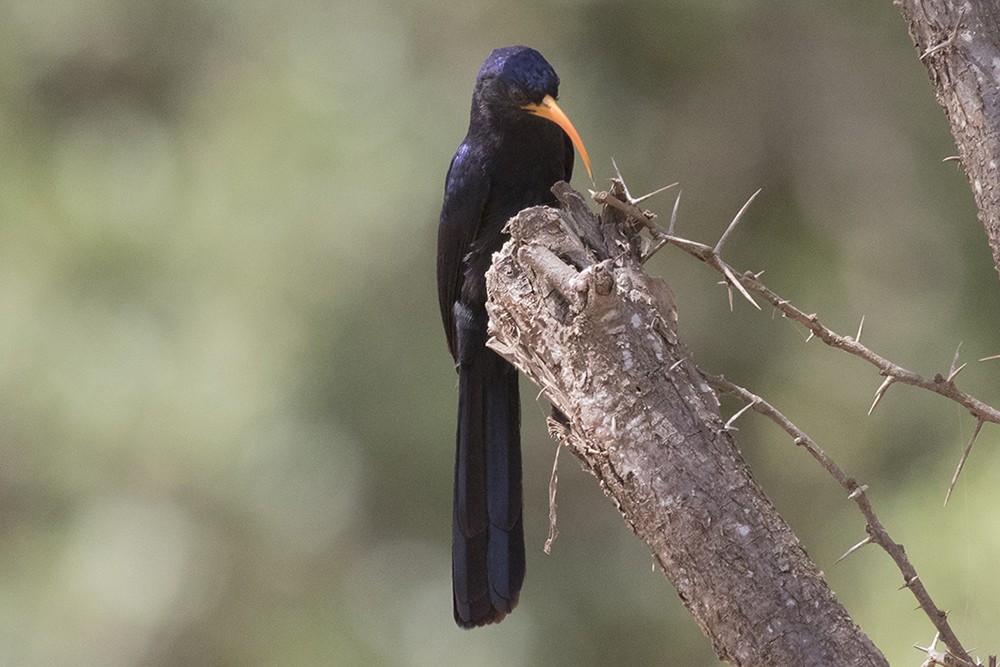 Abyssinian Scimitarbill