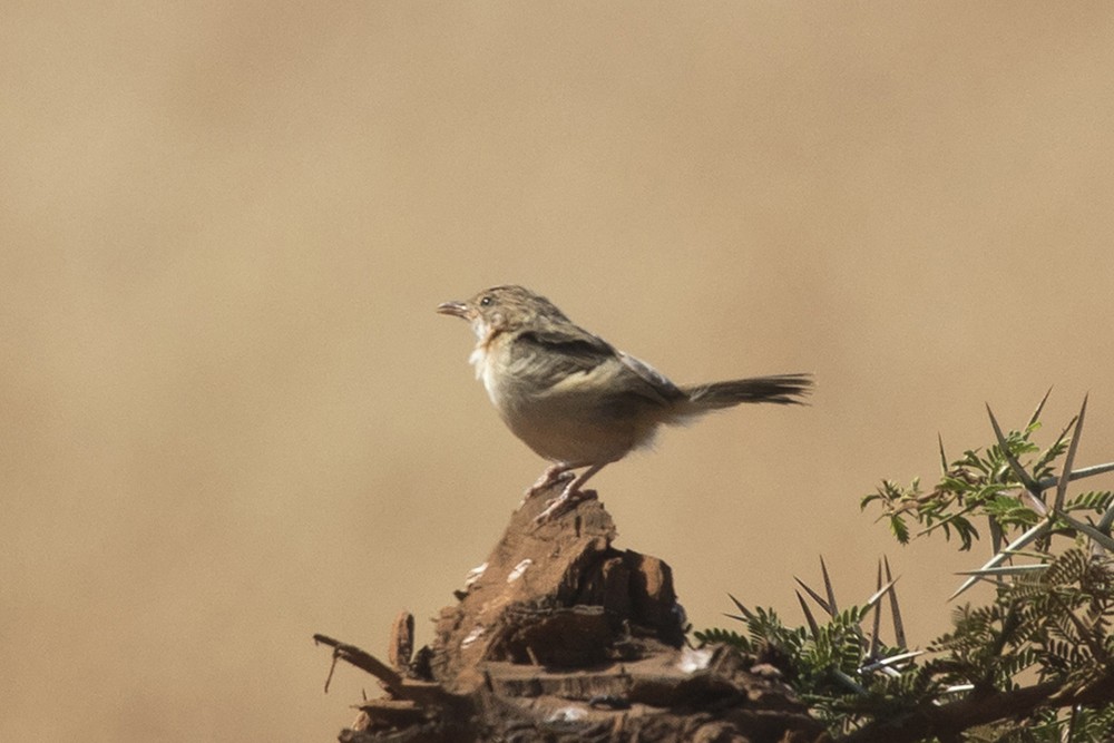 Boran Cisticola
