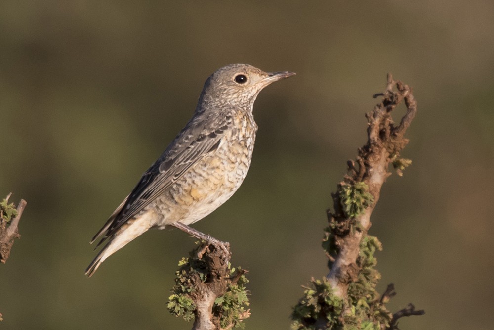 Common Rock Thrush