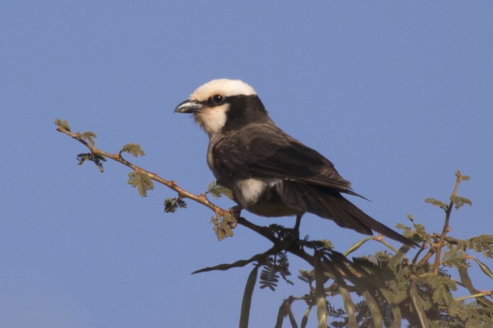 Northern White-crowned Shrike