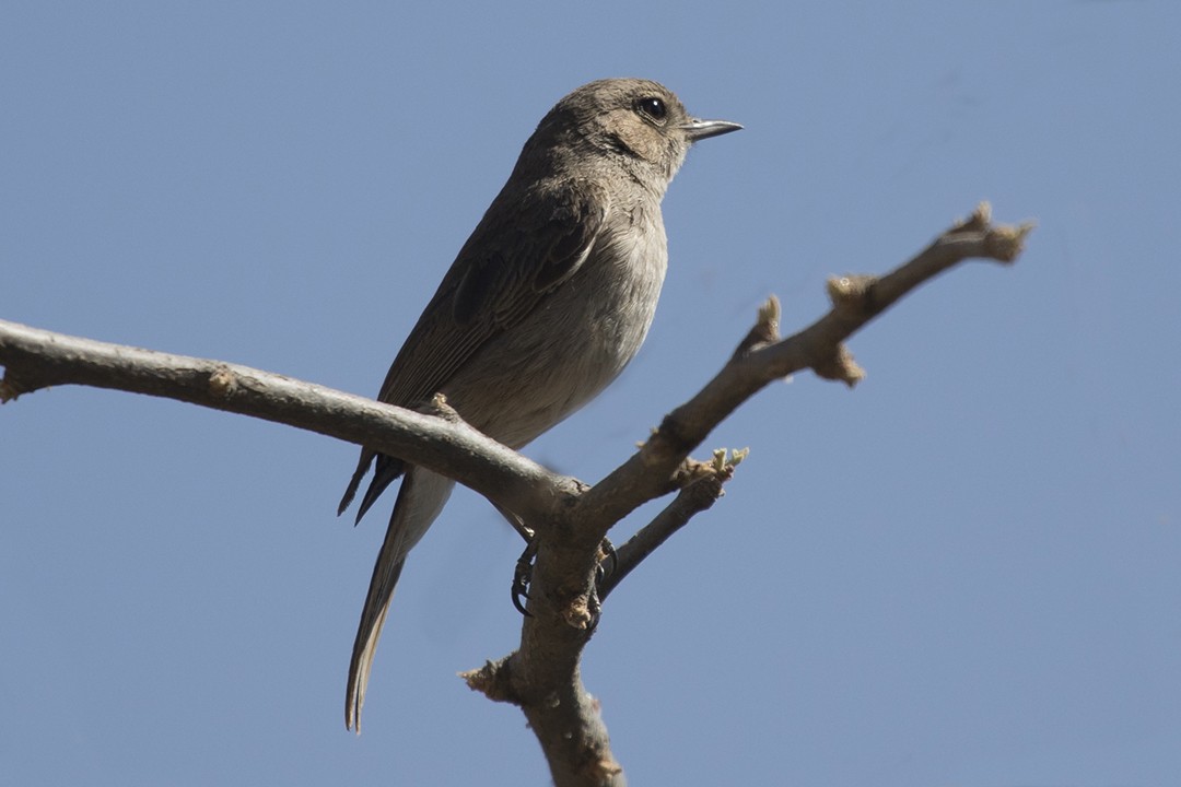 Brown-tailed Rock Chat