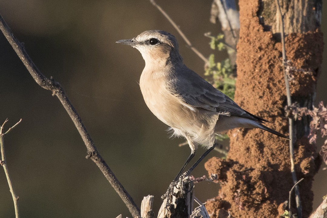 Isabelline Wheatear