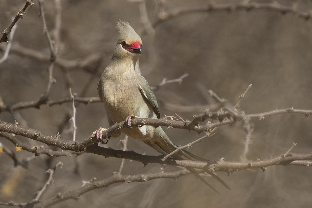 Blue-naped Mousebird