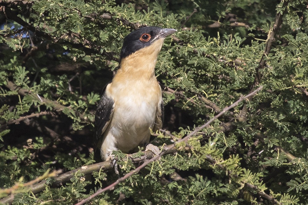 Great Spotted Cuckoo