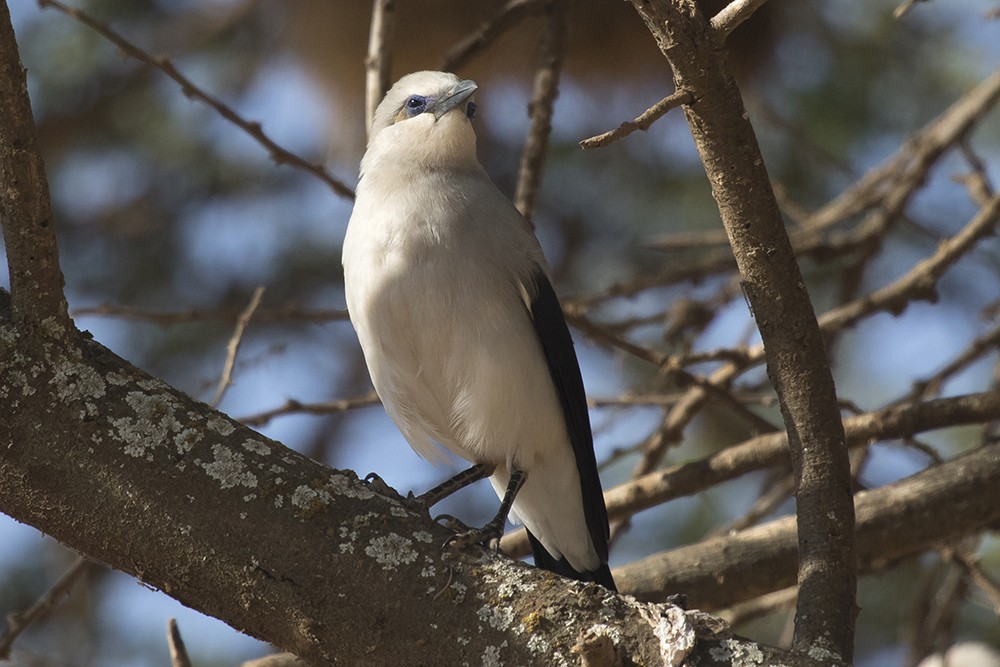Stresemann's Bushcrow