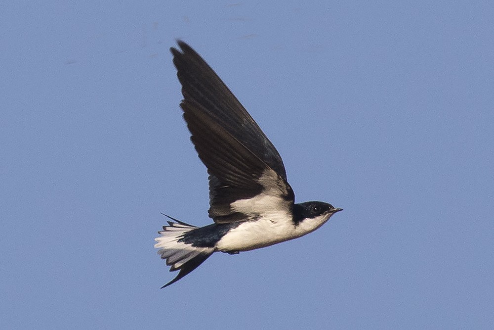 White-tailed Swallow