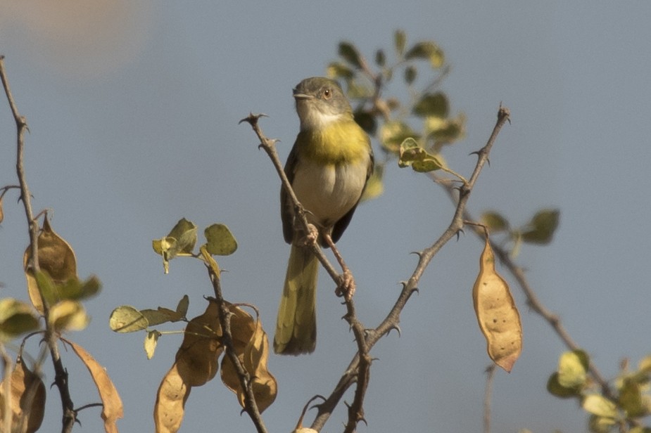 Brown-tailed Apalis