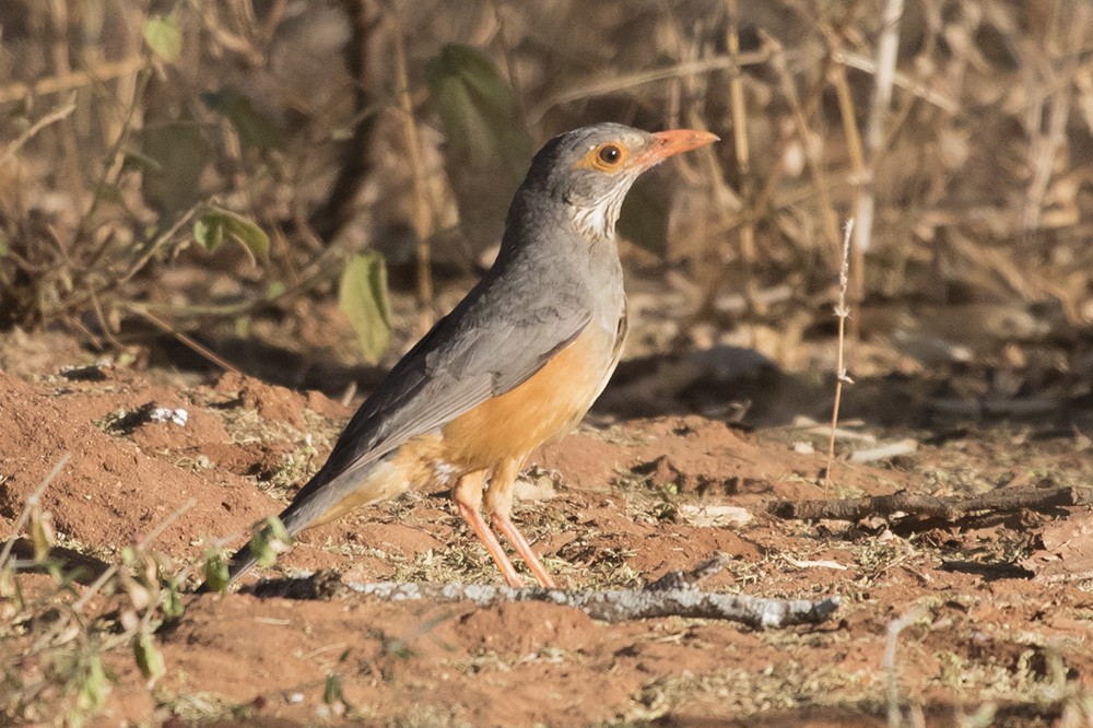 Bare-eyed Thrush