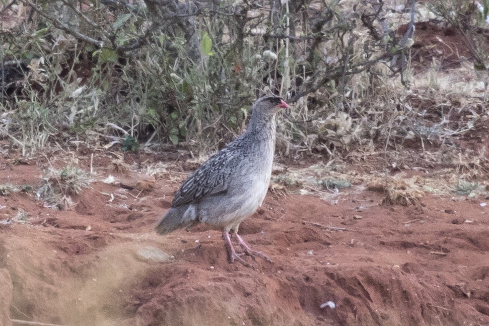 Chestnut-naped Spurfowl ssp. atrifrons