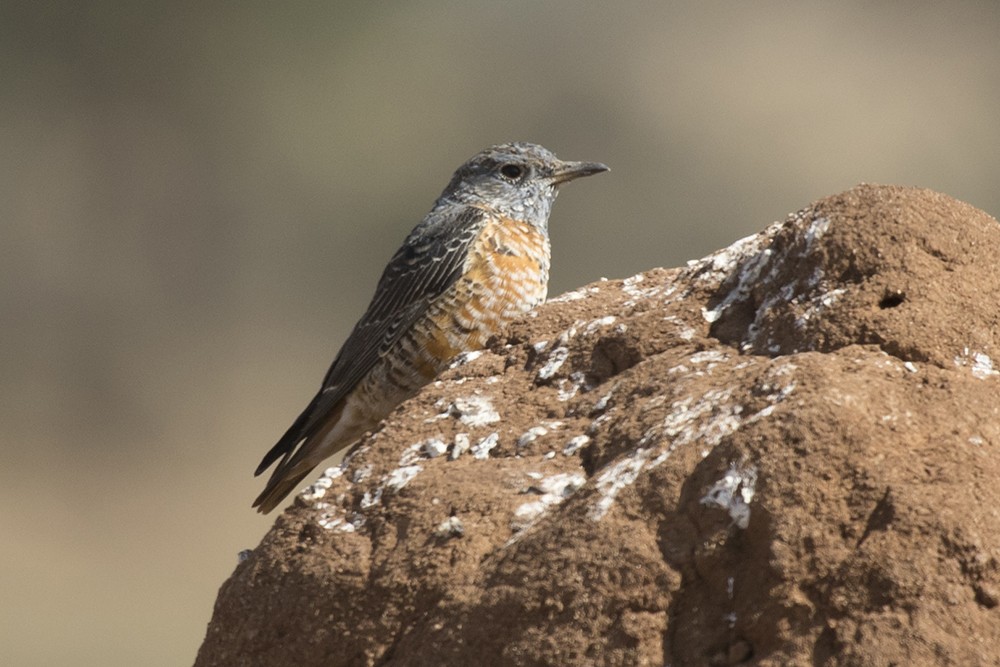 Common Rock Thrush