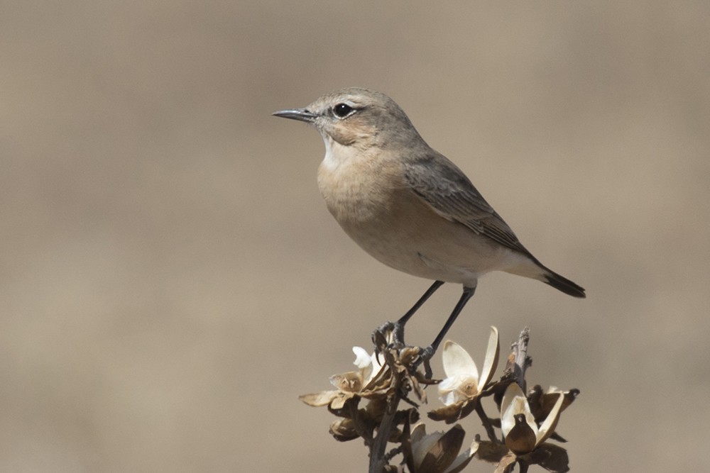 Isabelline Wheatear