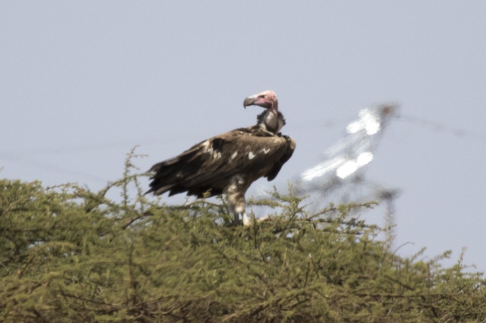 Lappet-faced Vulture