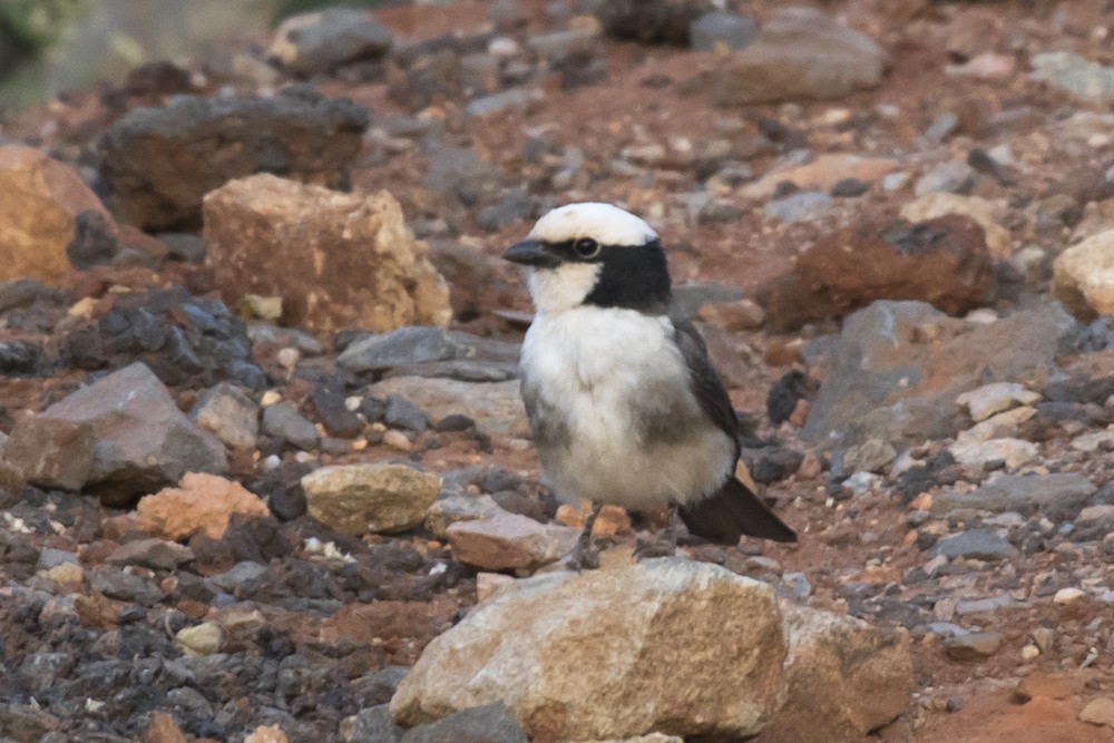 Northern White-crowned Shrike