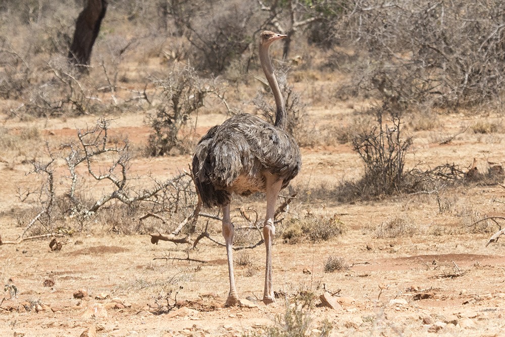 Somali Ostrich