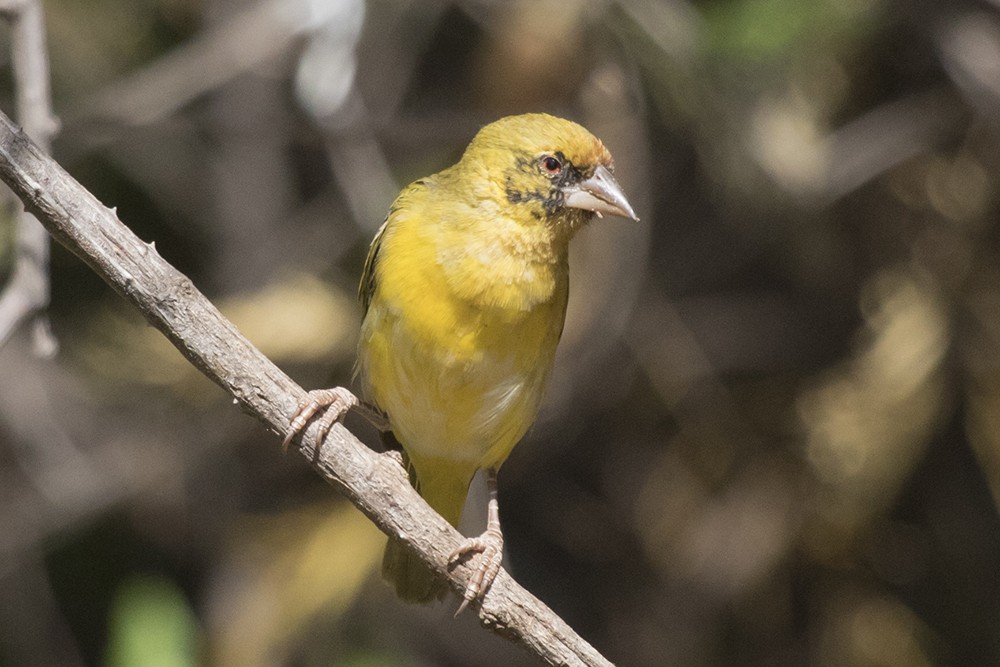 Vitelline Masked Weaver