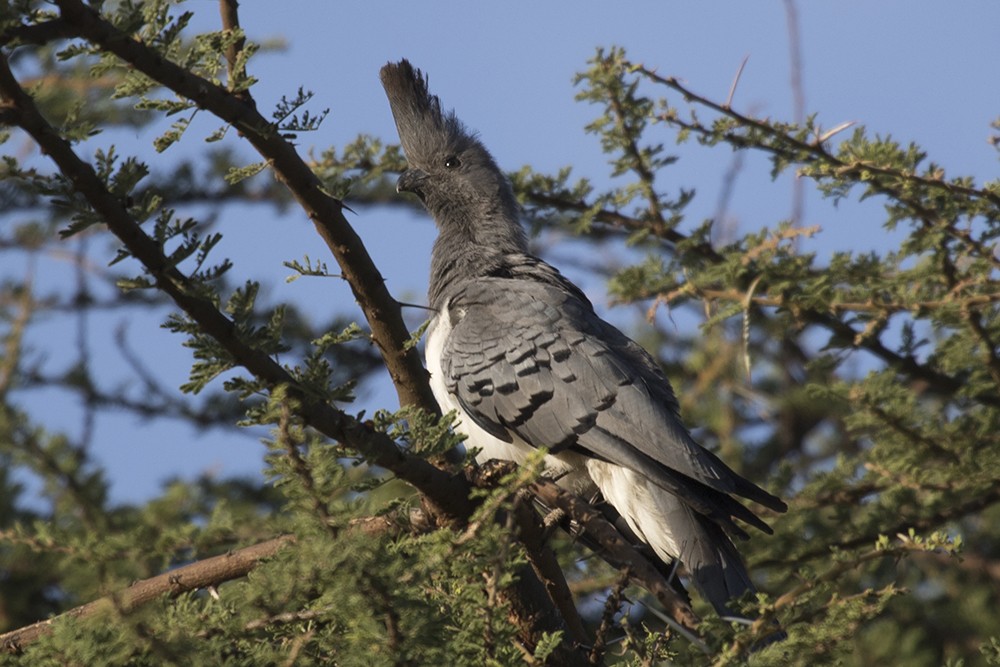 White-bellied Go-away Bird