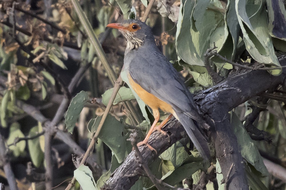 Bare-eyed Thrush