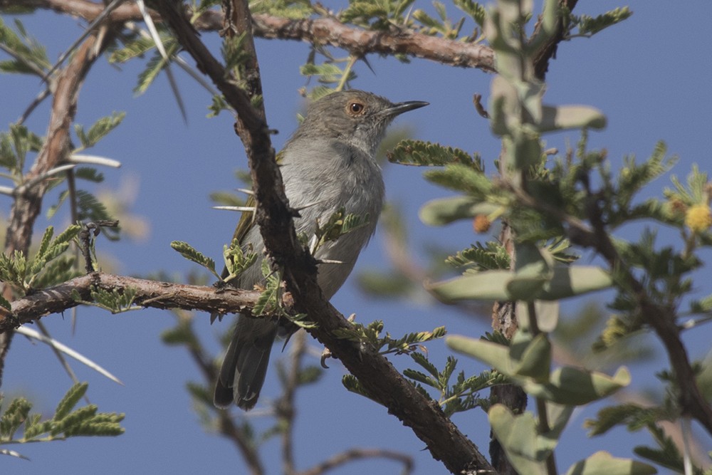 Grey-backed Camaroptera