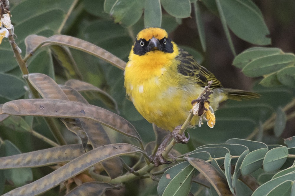 Baglafecht Weaver