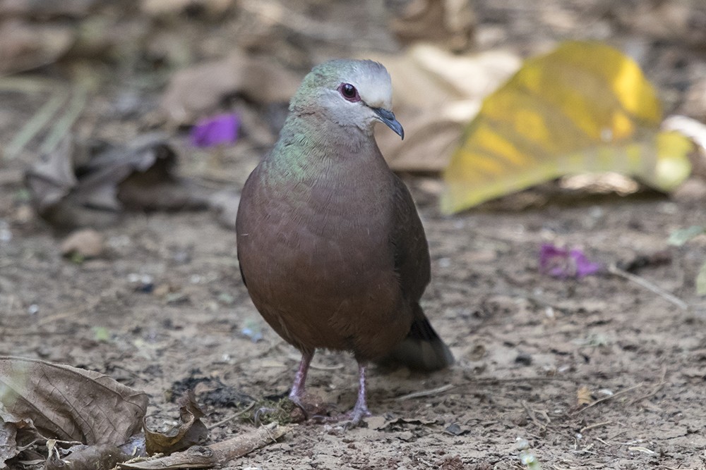 Lemon Dove