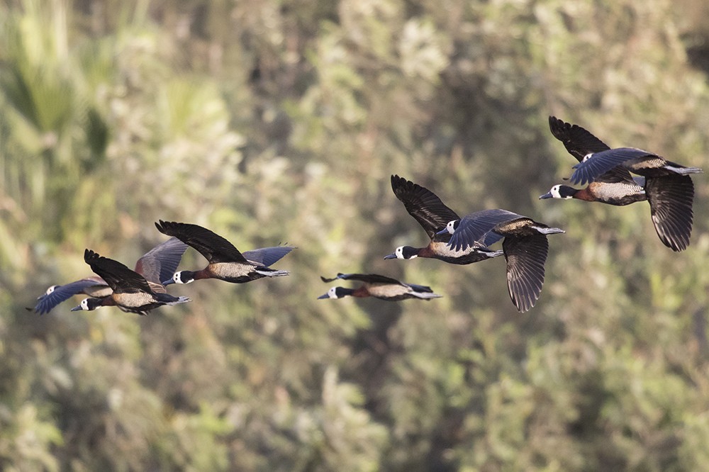 White-faced Whistling Ducks