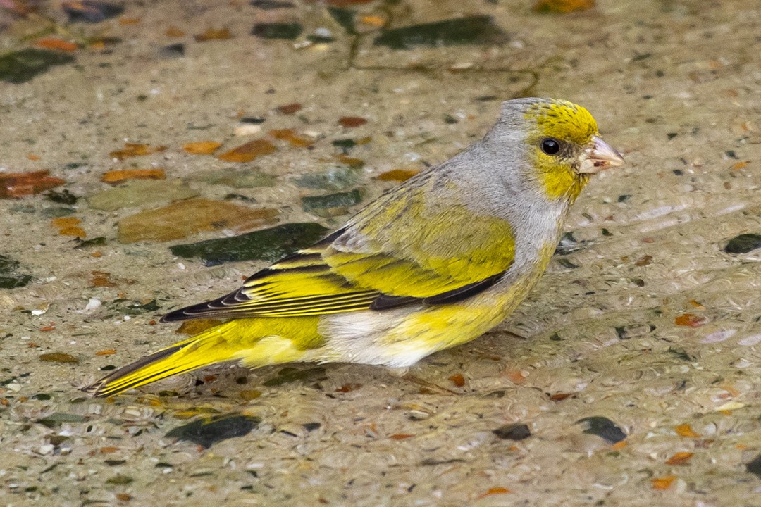 Cape Canary