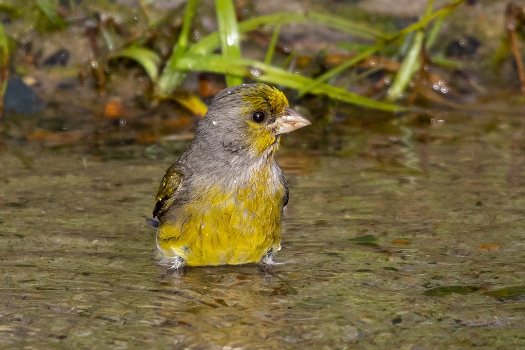 Cape Canary