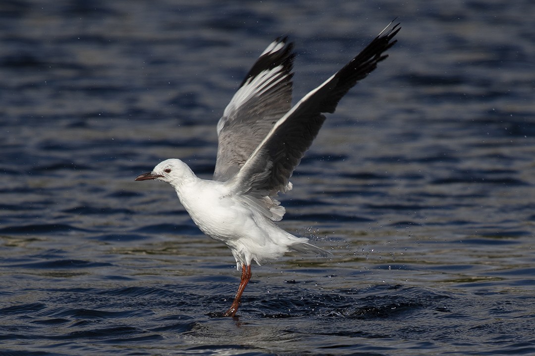 Hartlaub's Gull