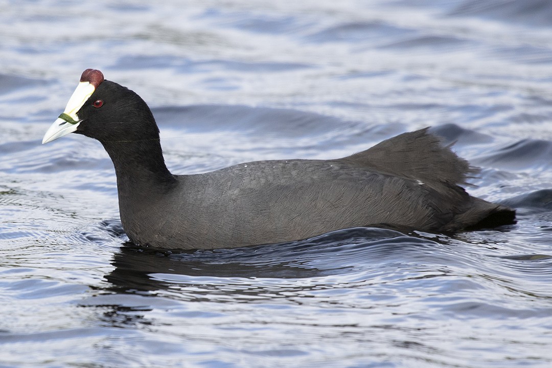 Red-knobbed Coot
