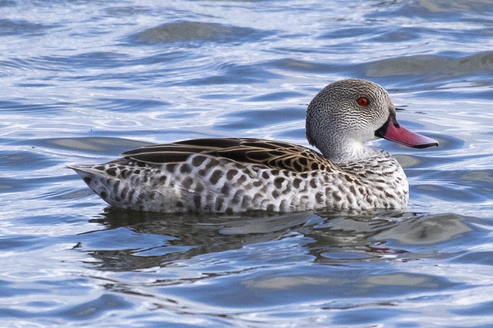 Cape Teal