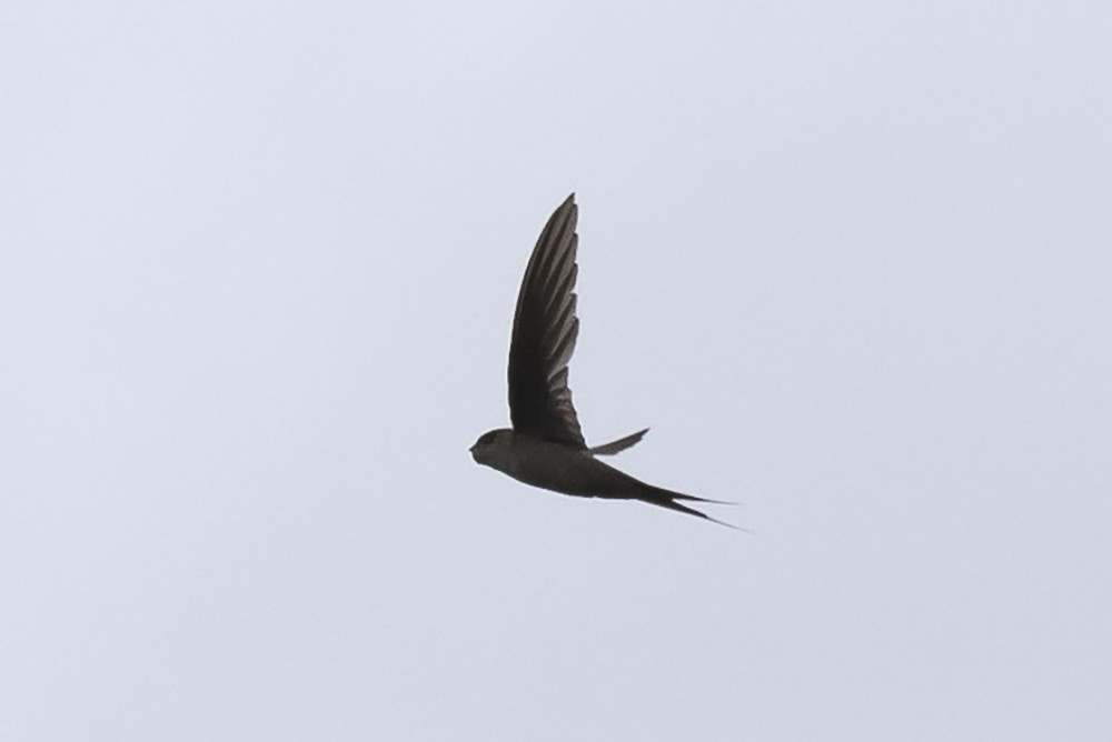 Malagasy Palm Swift
