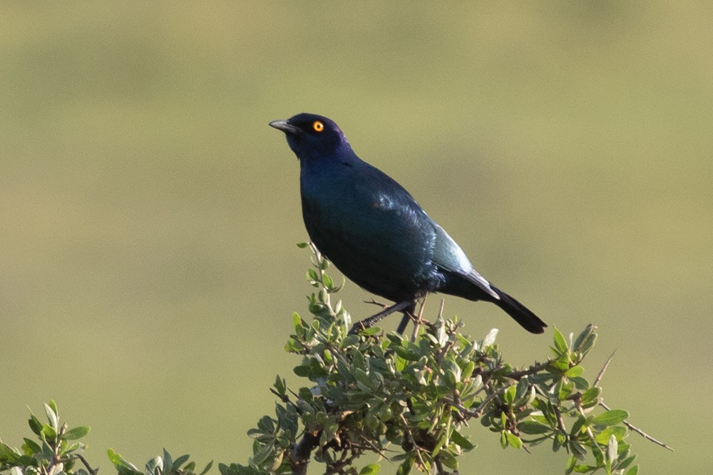 Cape Starling