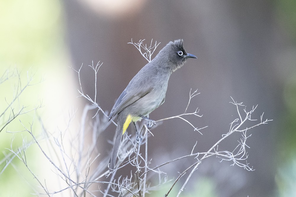 Cape Bulbul