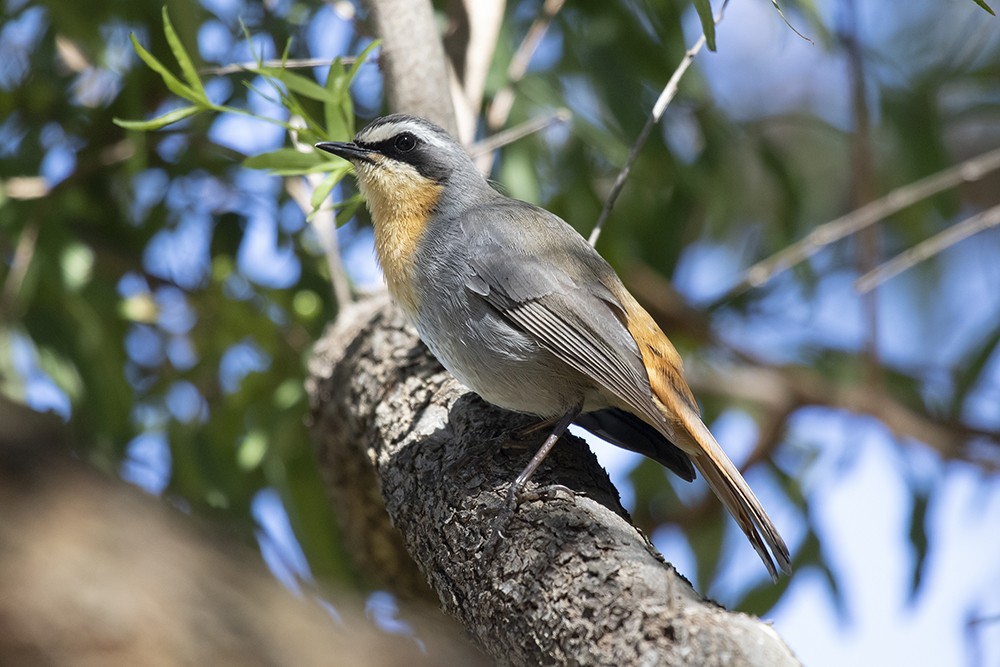 Cape Robin Chat