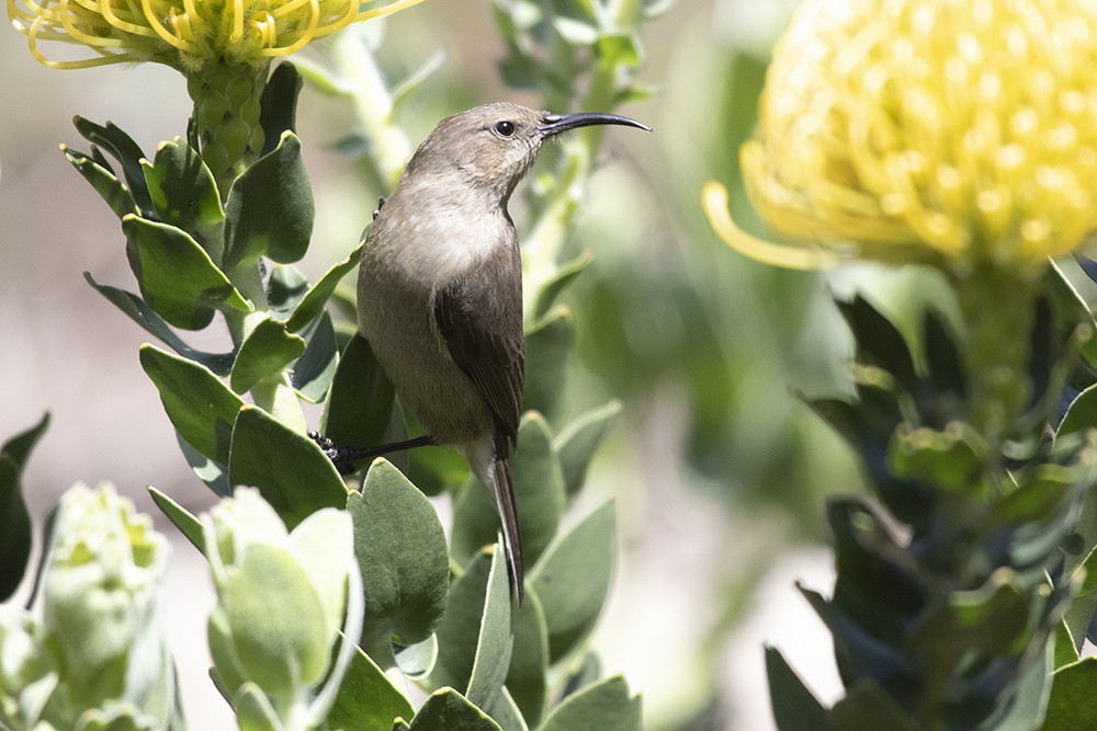 Southern Double-collared Sunbird