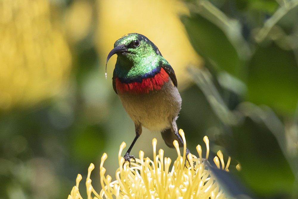 Southern Double-collared Sunbird