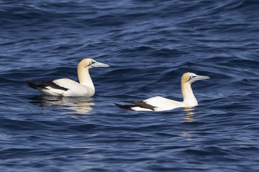 Cape Gannets