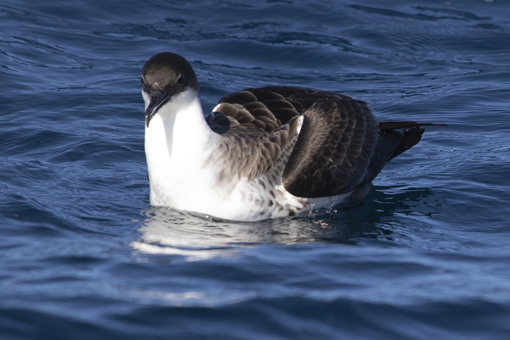 Great Shearwater