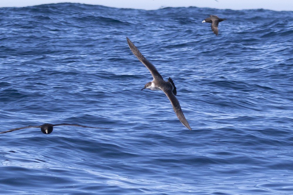 Great Shearwater