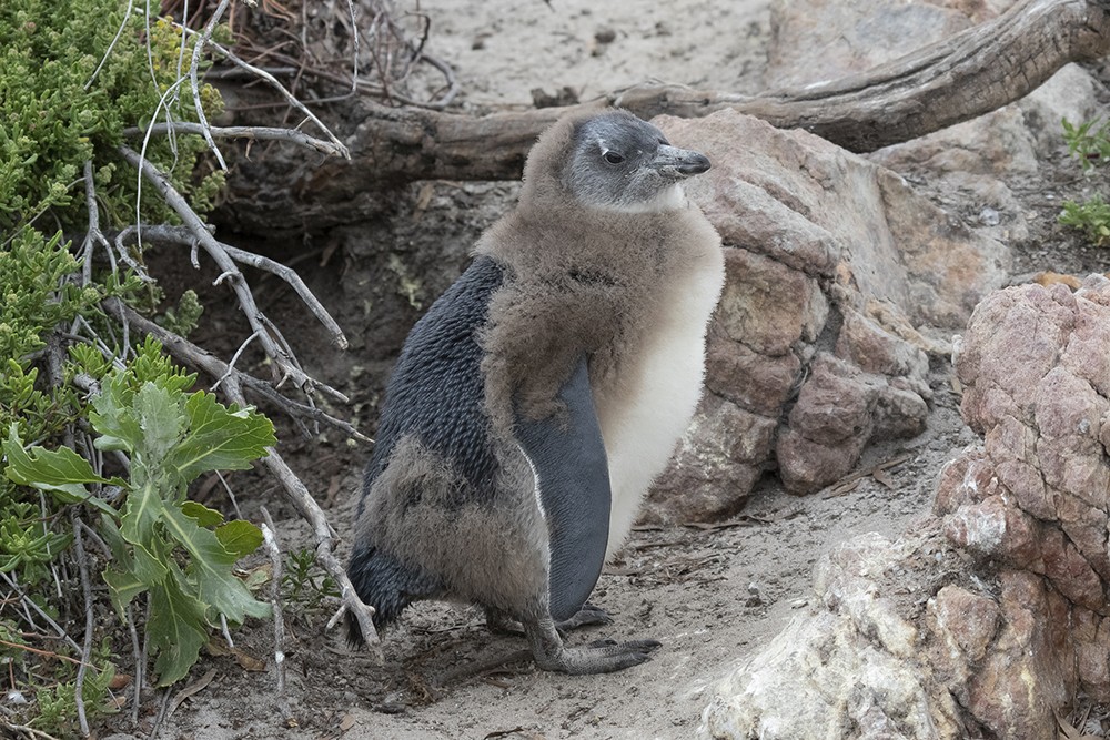 African Penguin