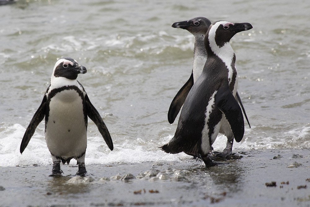 African Penguin