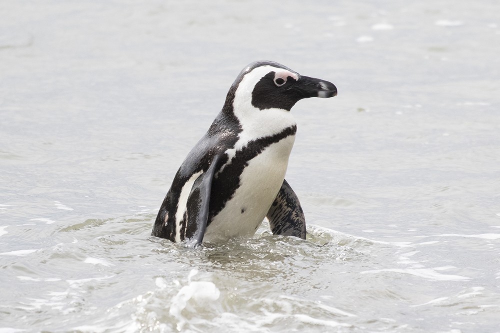 African Penguin