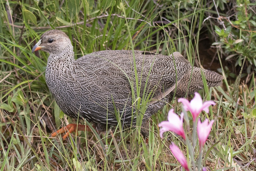 Cape Spurfowl