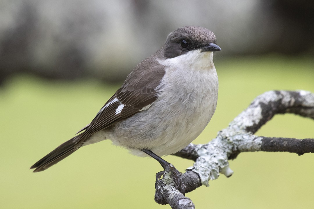 Fiscal Flycatcher