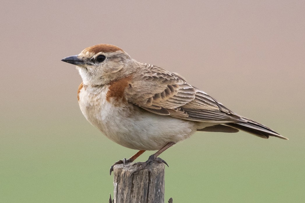 Red-capped Lark