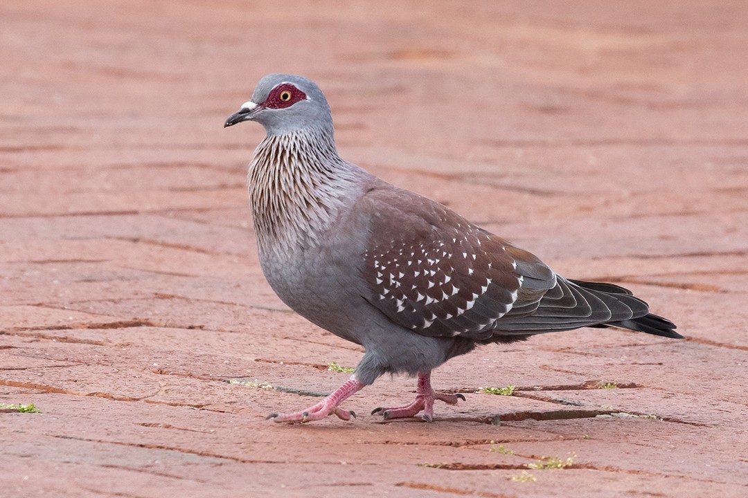 Speckled Pigeon