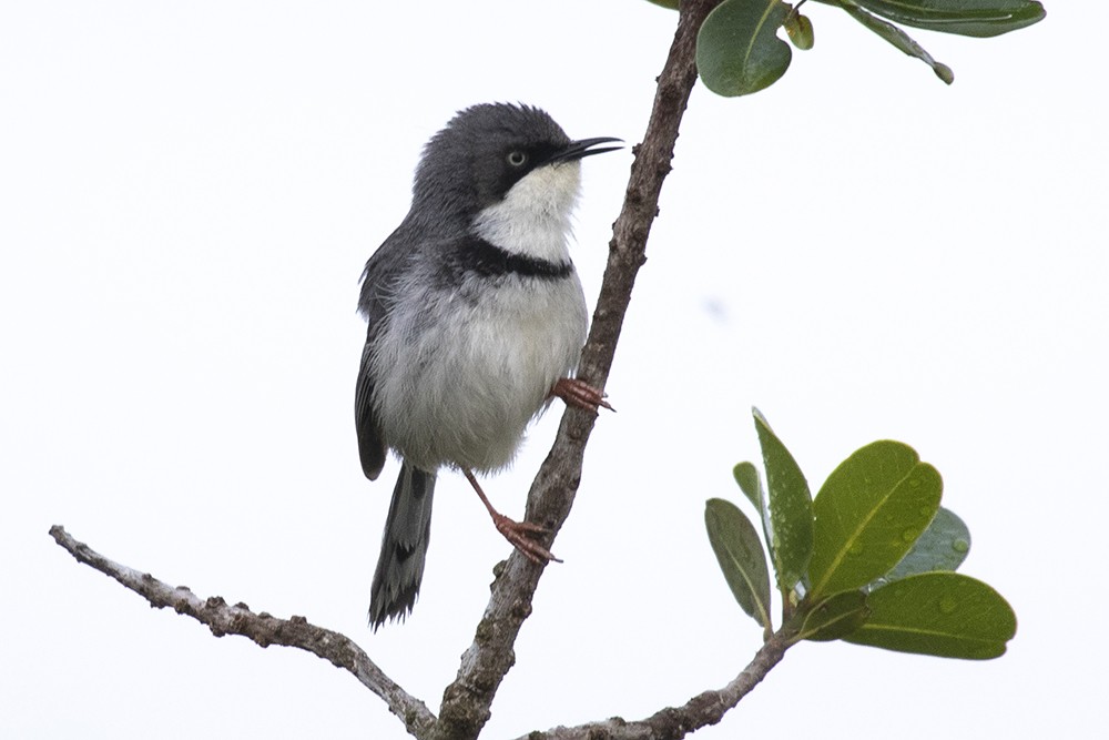 Bar-throated Apalis
