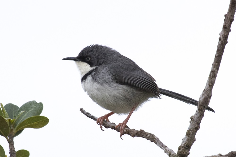 Bar-throated Apalis