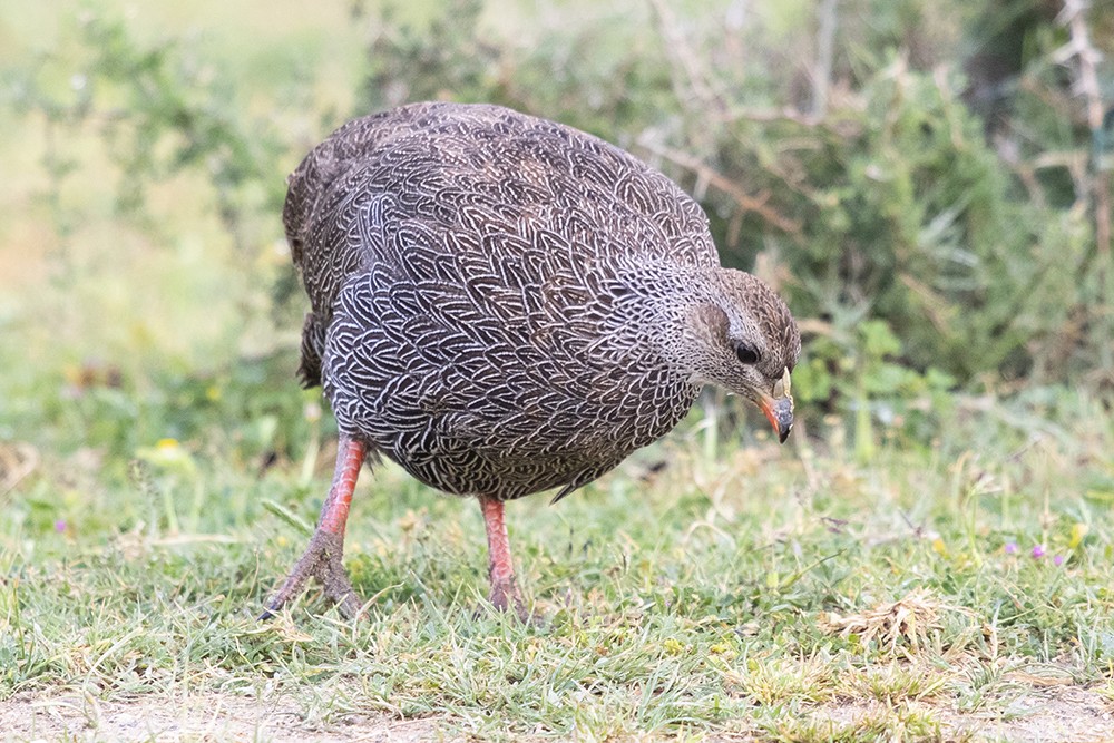 Cape Spurfowl