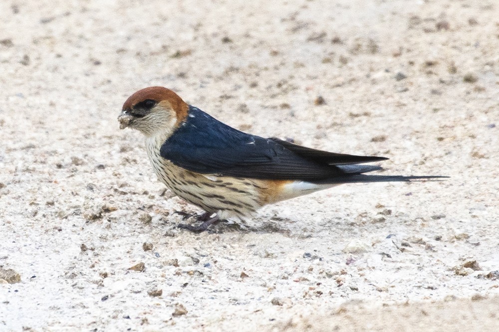 Greater Striped Swallow